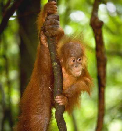 Orang Utan