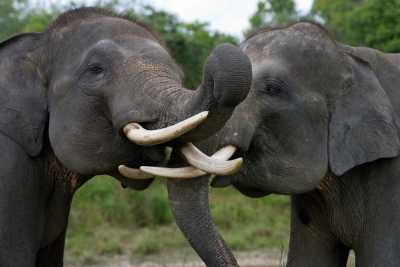 Elefant Elefant
