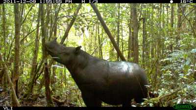 Nashorn Nashorn