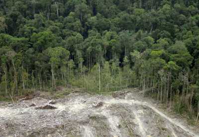 Regenwaldzerstörung
