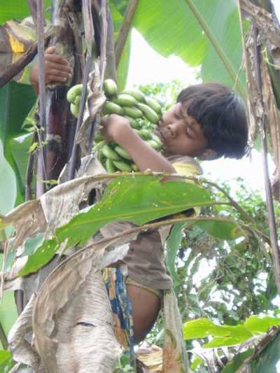 Pflücken wilder Bananen Pflücken wilder Bananen