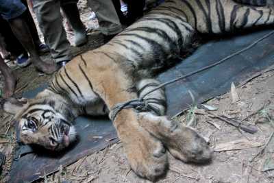 Tiger Tiger