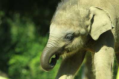Elefant Elefant