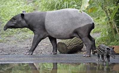 Tapir Tapir
