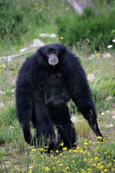 Siamang Siamang