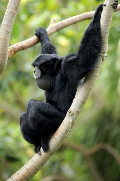 Siamang Siamang