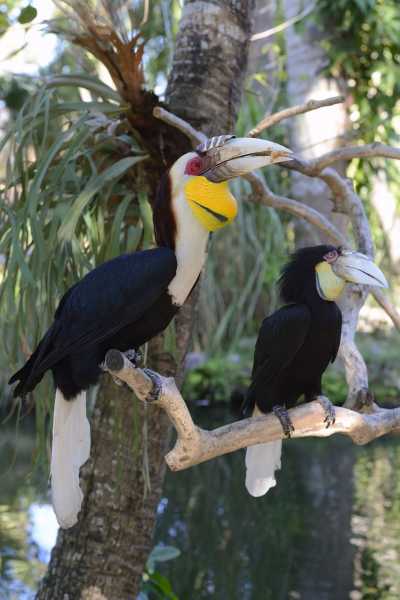 Nashornvogel Nashornvogel