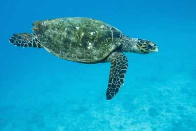 Schildkröte Schildkröte