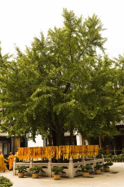 Gingko-Baum China