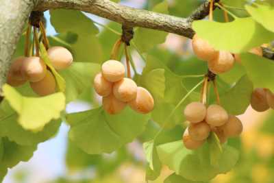 Gingko-Baum mit Nüssen