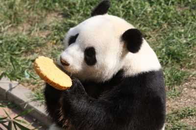 Pandabär frißt einen Mondkuchen Pandabär frißt einen Mondkuchen