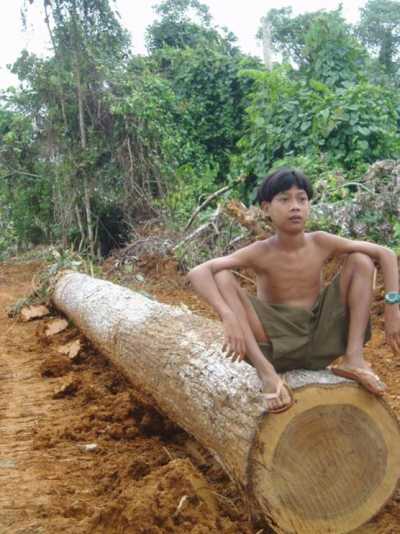 Illegale Holzfäller wurden vertrieben Illegale Holzfäller wurden vertrieben