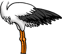 Storch